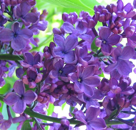 Scrapbook Completed Lilacs In Bloom