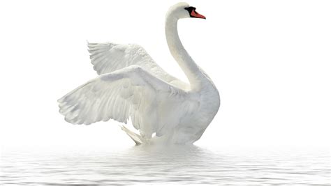 Swan Png Transparent Images Png All