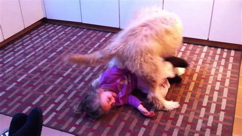 Baby Gets Beat Up By Dog Youtube