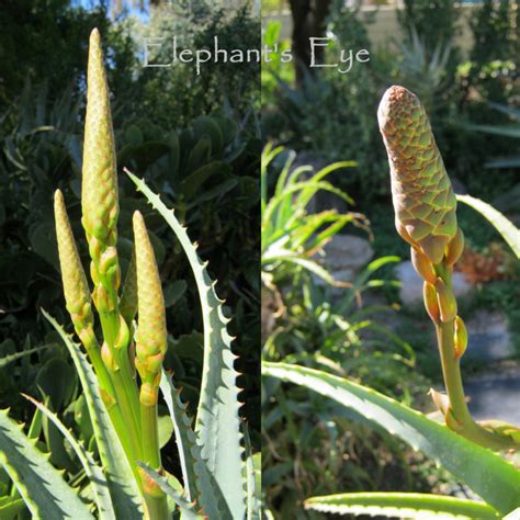 Aloe looking plant with spikes. Elephant's Eye: Darling buds of May