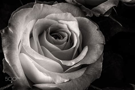 Monochrome Rose Rose Monochrome Flowers
