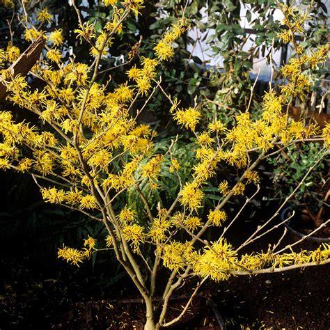 Arnold Promise Witch Hazel Shrubs For Sale