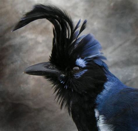It is the major tourist destination and famed as a cosmopolitan. Black throated Magpie Jay. | Pet birds, Pretty birds ...