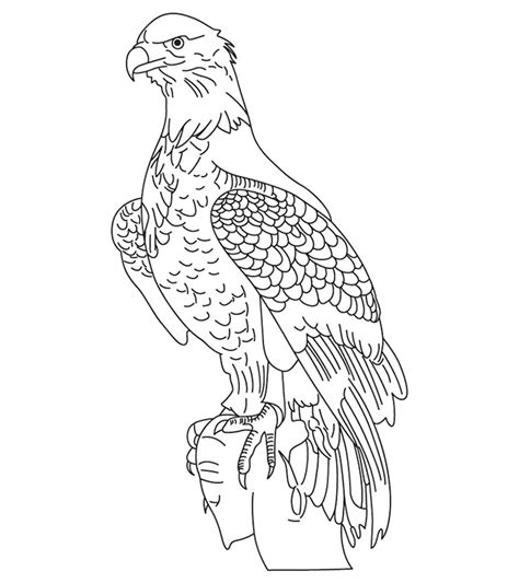 Coloring Pages Cute Eagle Coloring Pages For Your Little Ones