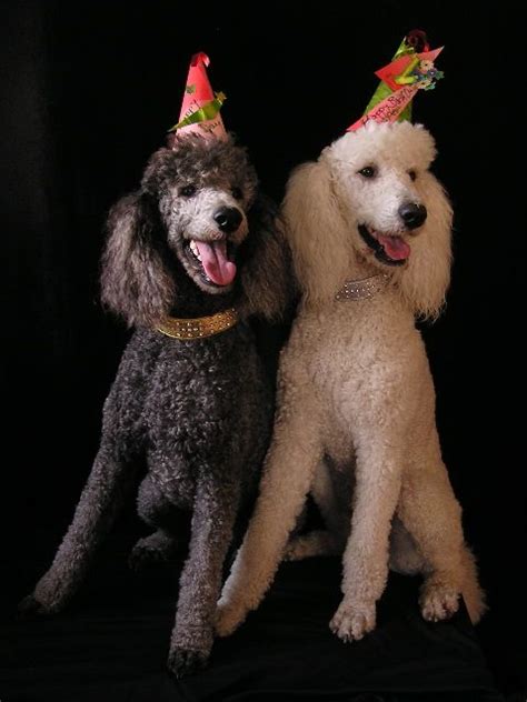 Maybe you would like to learn more about one of these? Poodle Party | Poodle dog, Standard poodle, Poodle puppy