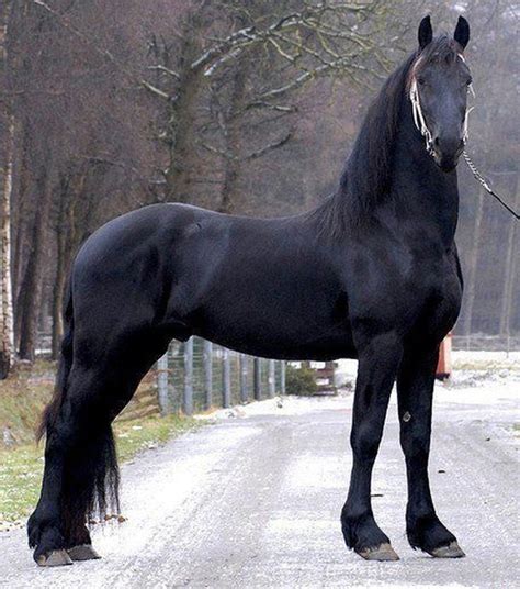 famous dutch horse breeds  equestrian