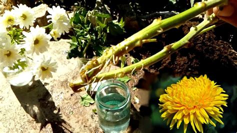 How To Grow Chrysanthemums From Cutting Very Easy Youtube