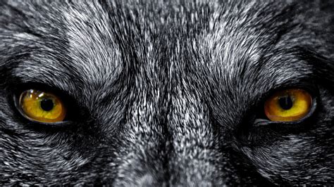 Download, share or upload your own one! Wolf Wallpapers | Best Wallpapers