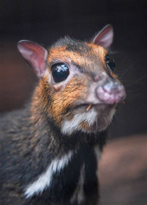 They stamp their small feet to signal to each other. Baby Philippine mouse deer at Chester Zoo - North Wales Live