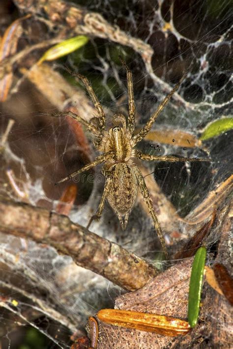 Brown Grass Spider On The Forest Floor In New Hampshire Stock Photo