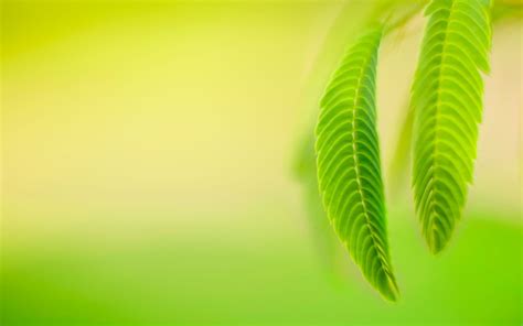 Nature Green Leaves Macro Simple Background Hd Wallpapers