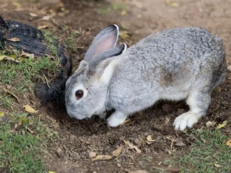 Why Do Rabbits Dig Rabbit Guide 2024 Rabbit Insider