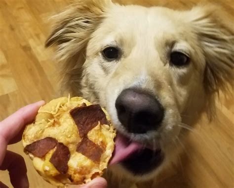 Dog Friendly Pizza Recipe Healthy Paws