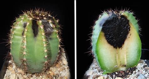 One thing with cactuses is that they take time (years) to show any considerable change in size try pulling a spine off. What can it be (blacked tip on the right)? : cactus