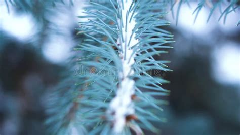 Close Up Of Blue Spruce Branch With Snow Evergreen Tree Covered With