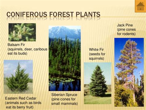 Coniferous Forest Plants List