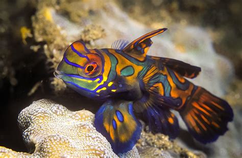 The Mandarin Goby An Overview Captive Bred Fish Algaebarn
