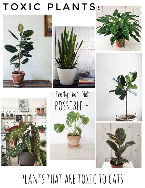 Also, a child or pet can choke on even nontoxic plant parts. Toxic plants to pets cats | Safe house plants, Cat safe ...