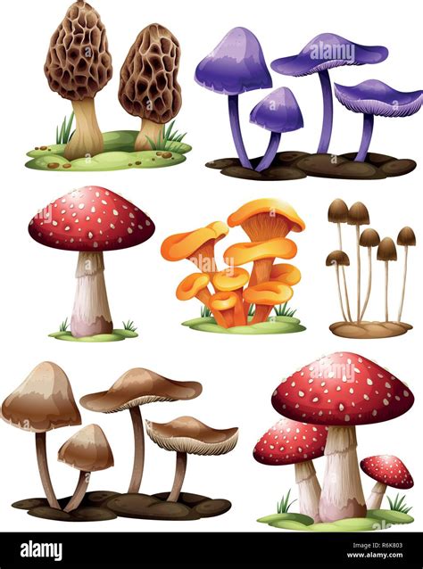 Set Of Different Mushrooms Illustration Stock Vector Image And Art Alamy