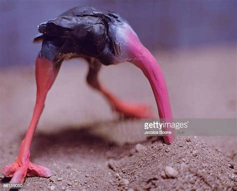 Ostrich With Head Buried Photos And Premium High Res Pictures Getty