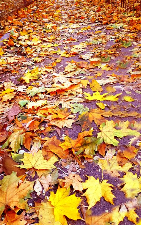 Autumn Leaves Carpet Plant And Nature Photos Stella Dezsys Daily Photo
