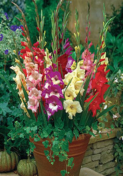 Gladiolus Care How To Store Gladioli Bulbs For Winter Season