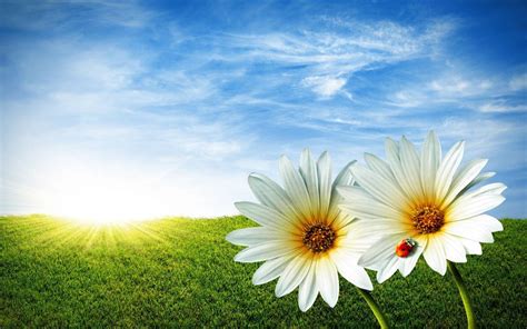 Flower Sunrise Wallpapers Top Free Flower Sunrise Backgrounds