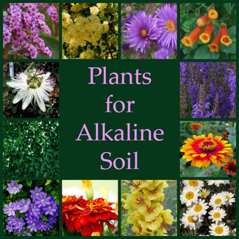 Plants For Alkaline Soil Best Plants For Shade Hydrangea Soil Soil