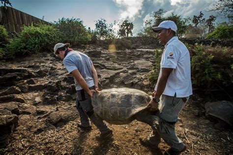 Meet Diego The Centenarian Tortoise Whose Sex Drive Saved His Species