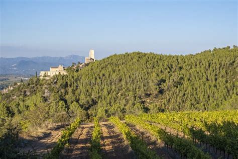 Vineyards In Subirats In Penedes Wine Region Stock Image Image Of