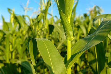 Corn Field Big Leafs Foliage On Blue Sky Background Stock Image Image