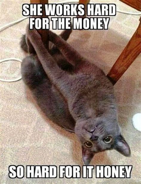 She Works Hard For The Money So Hard For It Honey Funny Cat Memes
