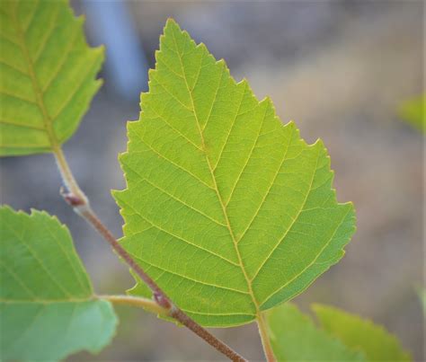 Birch Tree Leaves Next Generation Landscape Nursery