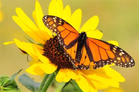 Monarch Butterfly Perched On Yellow Petaled Flower In Closeup