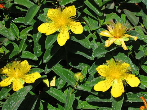 Hypericum Calycinum Evergreen Ground Cover With Vibrant Yellow