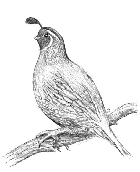 With these art therapy coloring pages galleries, you can enjoy hours of relaxation. Awesome Drawing Of Quail Coloring Page : Color Luna
