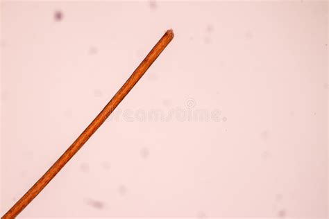 Hair Cell Of Human Under Microscope View Stock Photo Image Of