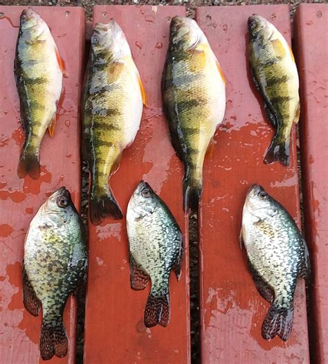 The Macman's Perch Bite Report on Flathead Lake 4.11.18 - Montana ...