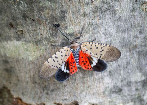 The Spotted Lanternfly - What You Can Do to Help - Western Pest Services