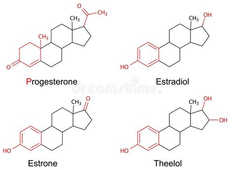 Female Sex Hormones Estrogenes Stock Illustration Illustration Of