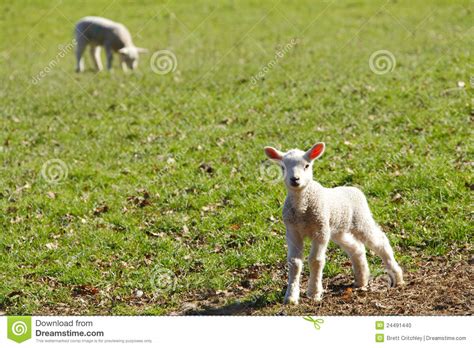 Baby Lambs Stock Photo Image Of Farm Baby Meadow Newborn 24491440