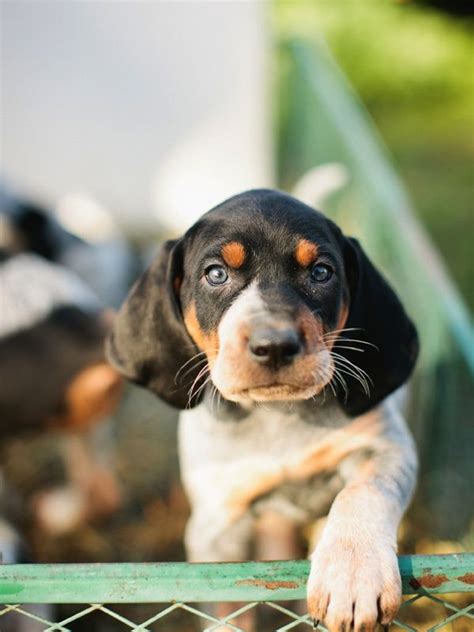 Blue Tick Hound Puppyi Have A Feeling When We Have A Baby Adam Is