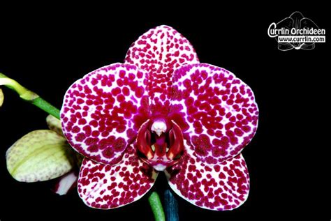 The moth orchid, phalaenopsis orchid or phal's are very well known houseplants and easily recognised today. Phalaenopsis Lioulin Wild Cat - Currlin Orchideen