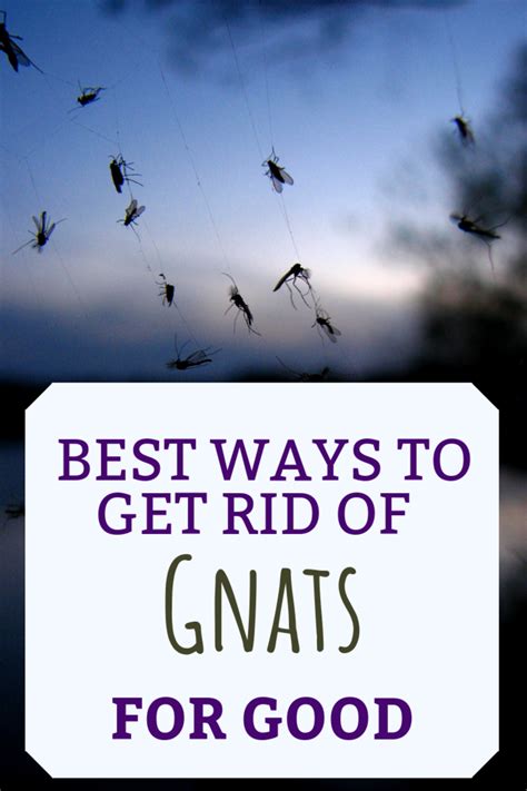 How Do Gnats Get In Your House F