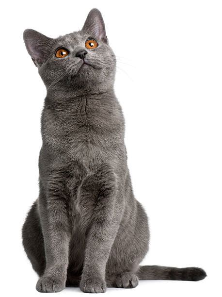 Domestic Cat Looking Up Stock Photos Pictures And Royalty Free Images