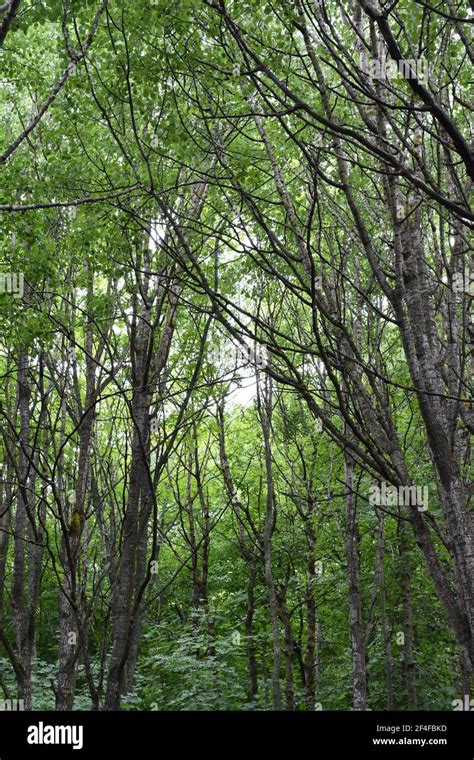Dense Forest Of Green Deciduous Trees Stock Photo Alamy