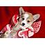 Puppy Love What To Get Your Dog For Valentines Day  American Kennel Club