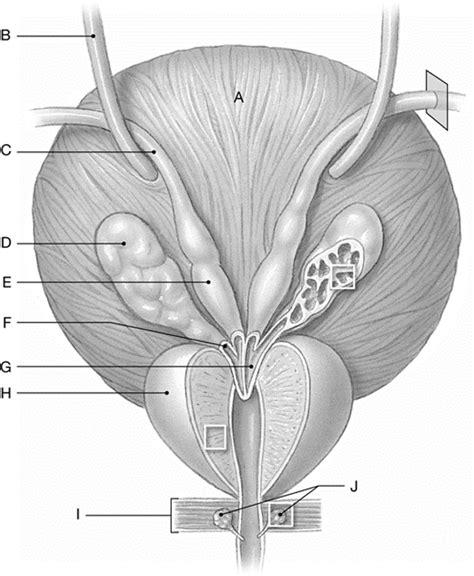 Accessory Glands Of Male Reproductive System Diagram Diagram Quizlet