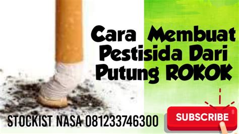 Manfaat Putung Rokok Mencegah Keriting Daun Cabe YouTube