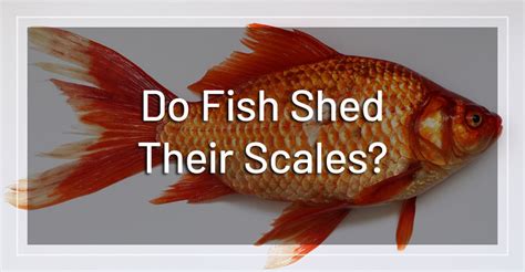 Do Fish Shed Their Scales 3 Most Common Reasons